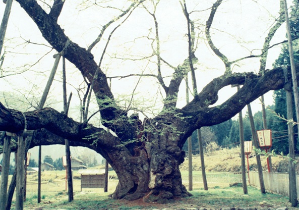 薄墨の桜（42分／16mm）