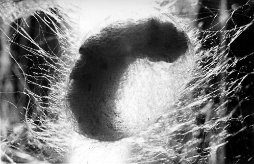 牧野物語・養蚕編（112分／16mm）